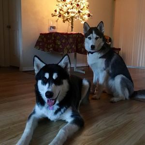 Meet your Posher, Steven